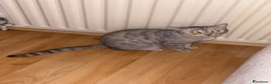 Bengal 1