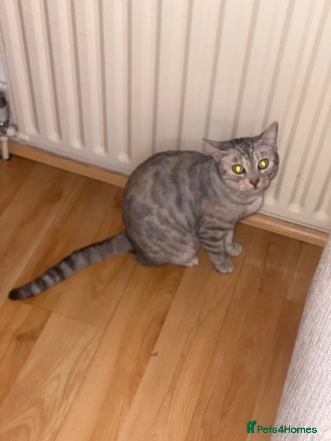 Bengal cats for sale: Bengal girls  - Advert 9