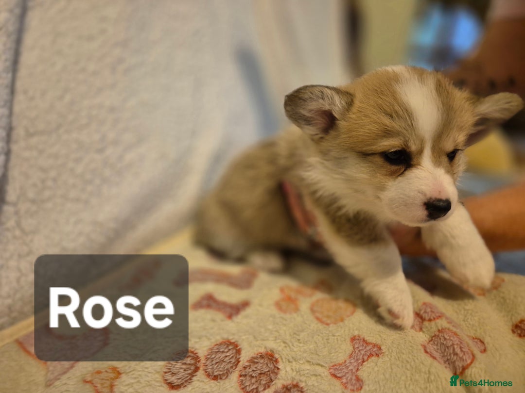 Welsh Corgi Pembroke dogs for sale: 8 Pembroke corgi puppy's - Advert 22