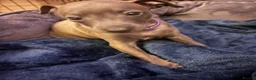 Italian Greyhound dogs for sale: 🐾 KC Registered Italian Greyhound Puppies 🐾 - Advert 11