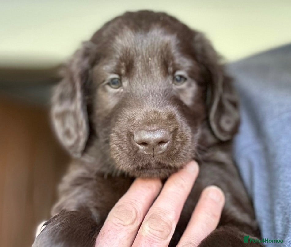 Flat coated Retriever dogs Beautiful Flat coated x Golden retriever puppies. - Advert 3