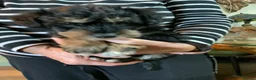 Schnoodle dogs for sale: Happy confident Schnoodle puppies  - Advert 31