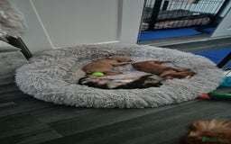 Mixed Breed dogs for sale: Cockapoochis For Sale - Image 11
