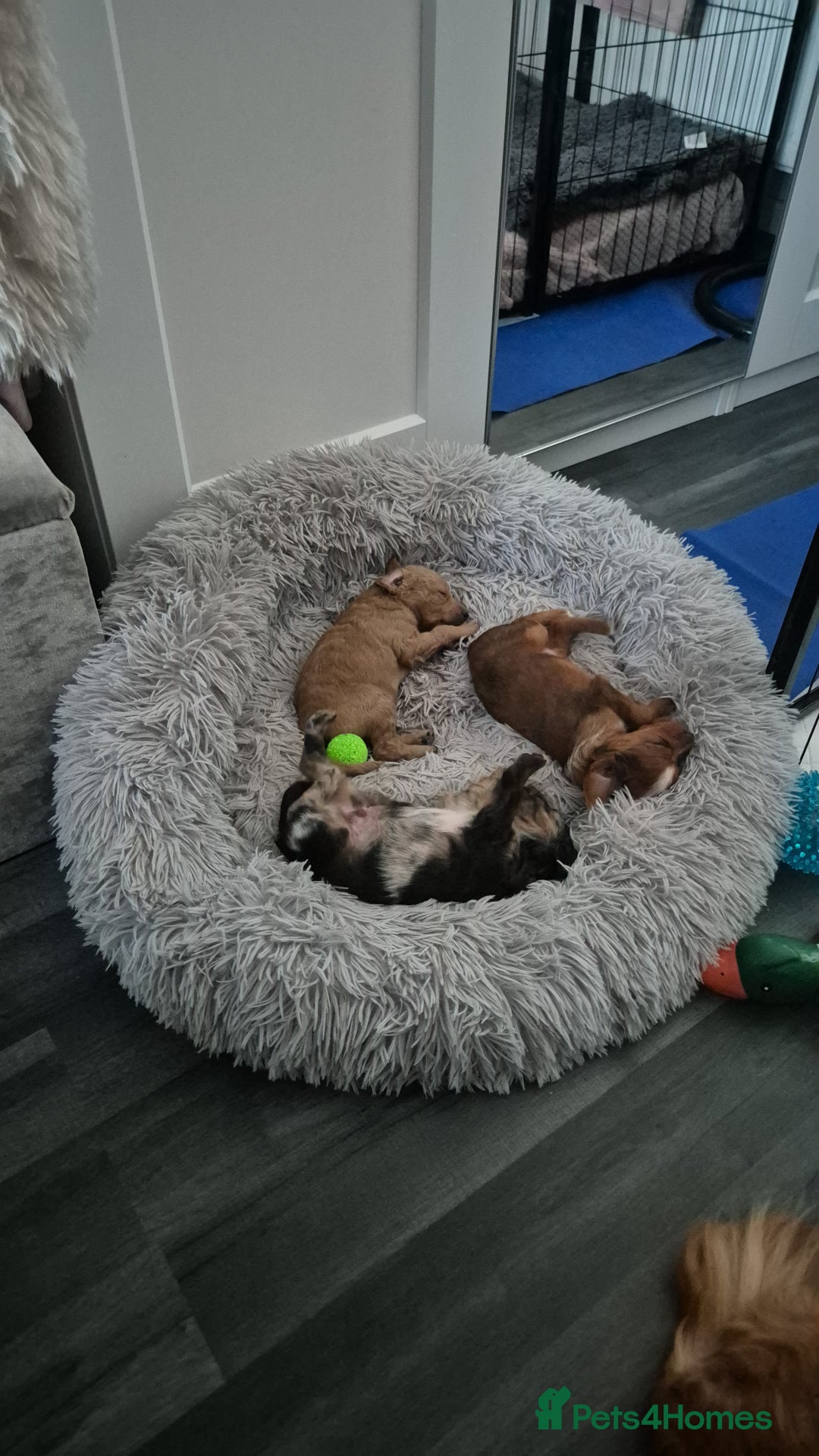 Mixed Breed dogs for sale: Cockapoochis For Sale - Image 11