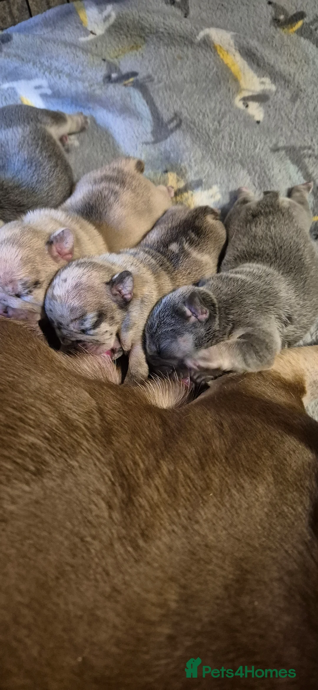 French Bulldog dogs for sale: Beautiful pups looking for their forever homes in Dalry - Advert 4