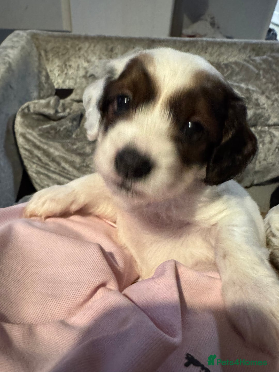 Jackapoo dogs for sale: Cavapoo x jack Russell puppies  - Image 30