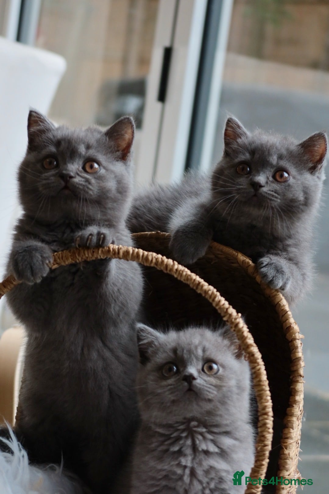 British Shorthair cats Stunning British Shorthair Blue Kittens - Licensed - Advert 2