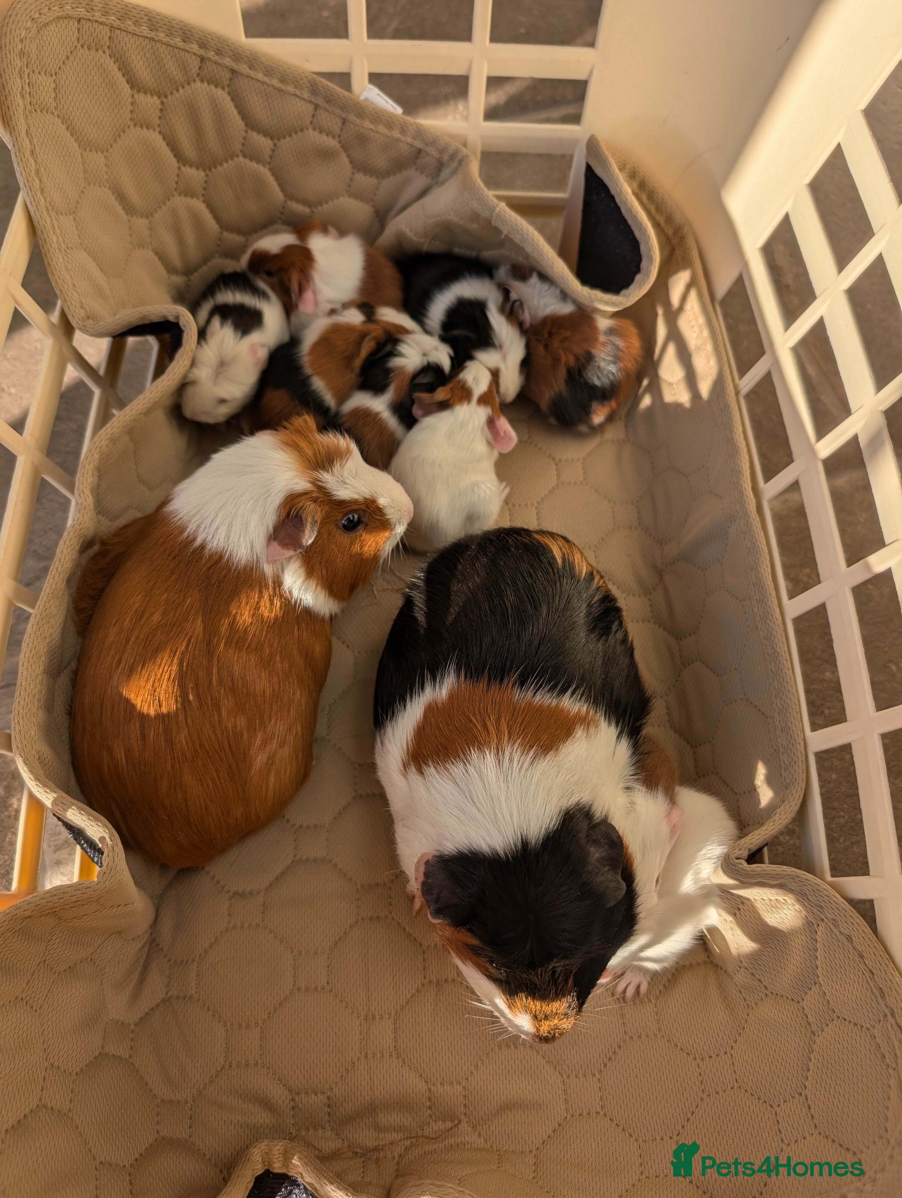 Guinea Pig rodents Baby guinea pigs girls and boys   - Advert 1