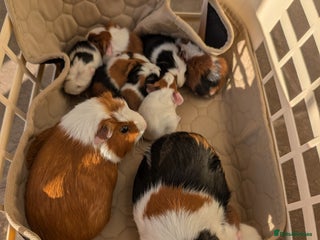 Guinea Pig rodents Baby guinea pigs girls and boys - Advert 1