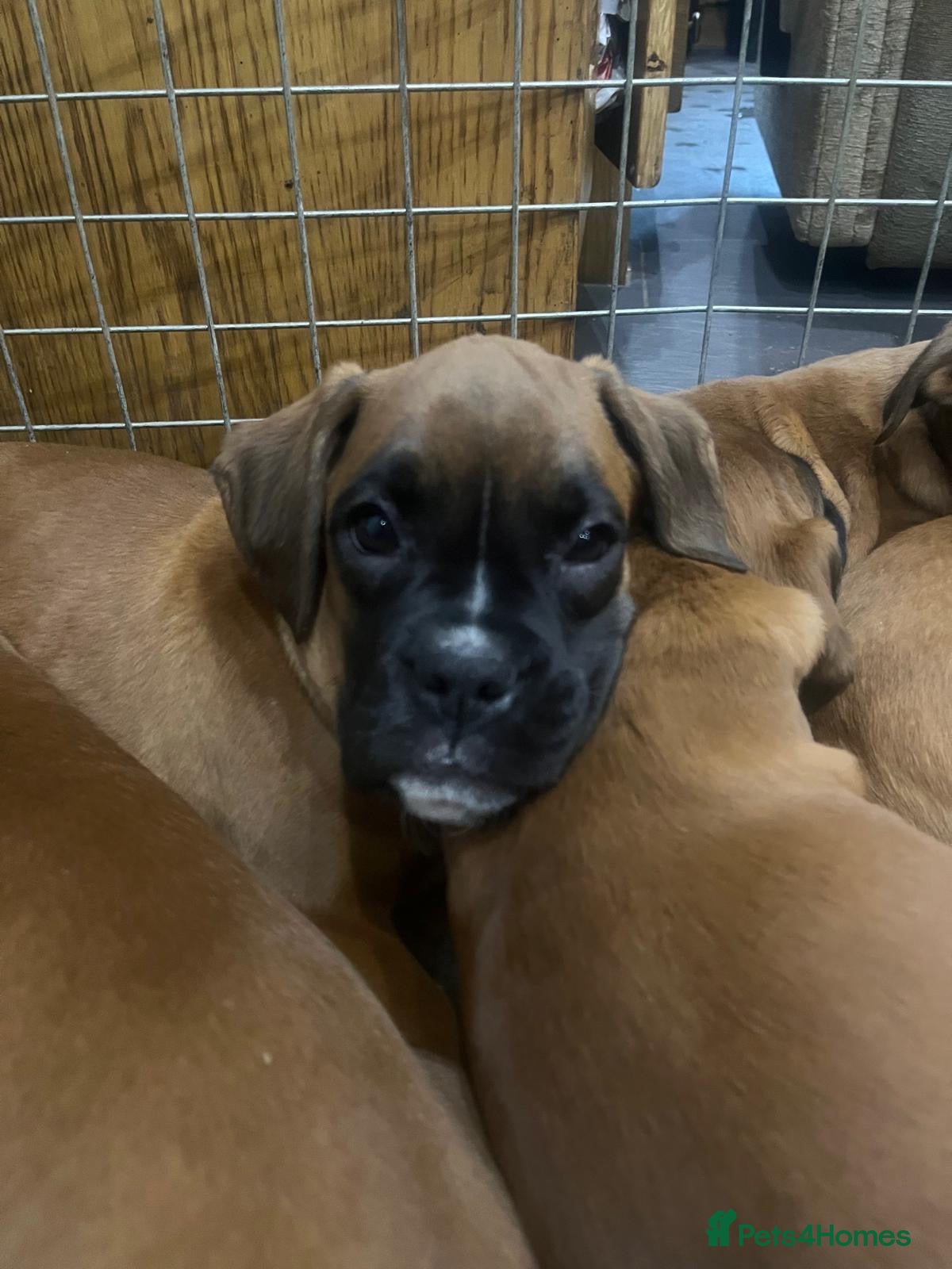 Boxer dogs 🌟KC Registered Boxer Puppies🌟Longtail/Bobtails🌟 - Advert 14