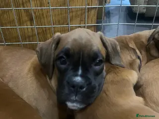 Boxer dogs 🌟KC Registered Boxer Puppies🌟Longtail/Bobtails🌟 - Advert 14