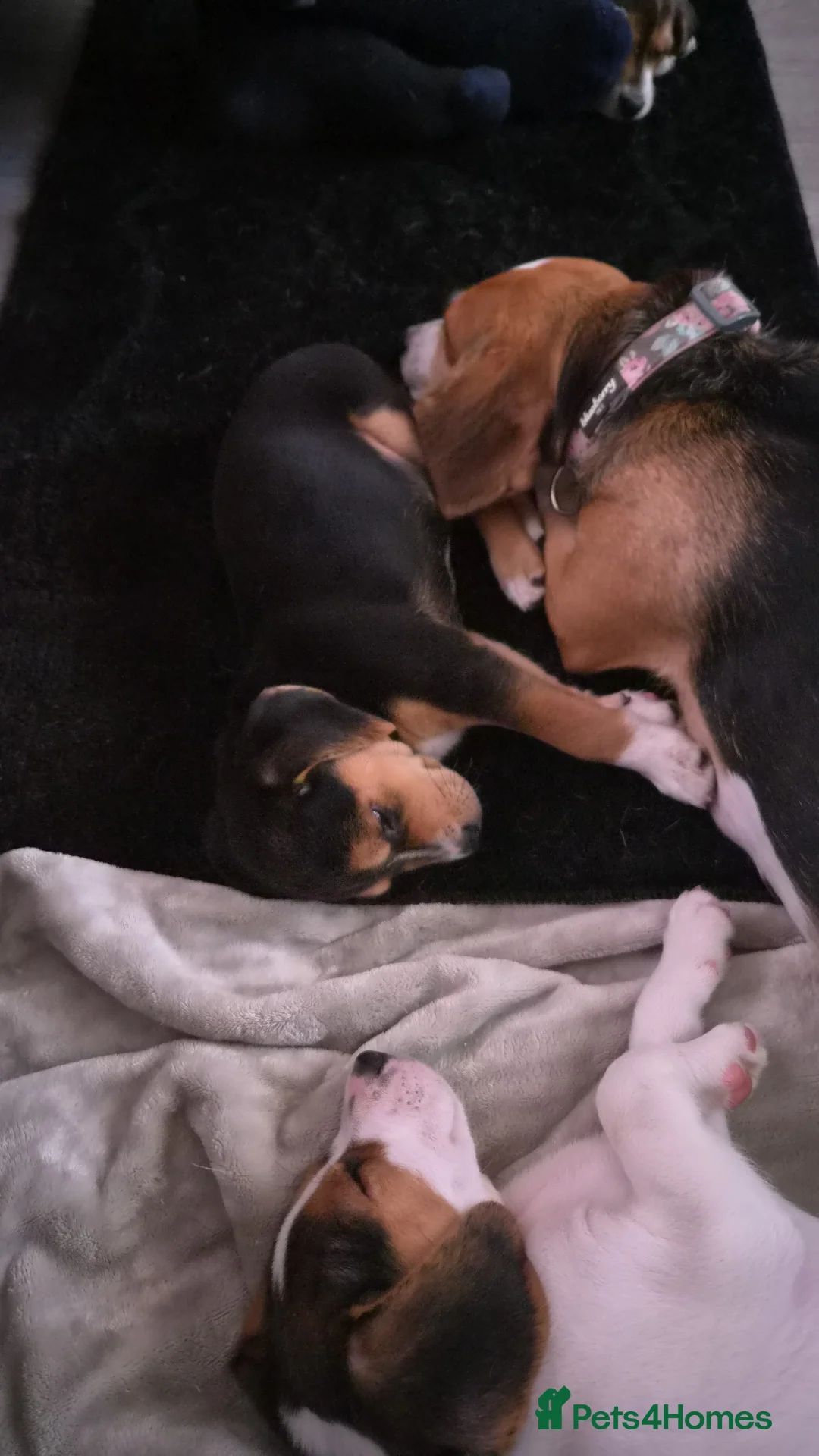 Beagle dogs for sale: Male beagle puppie  - Advert 9