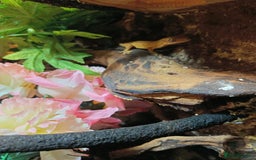 Gecko reptiles for sale: CRESTED GECKO BABIES  - Image 4