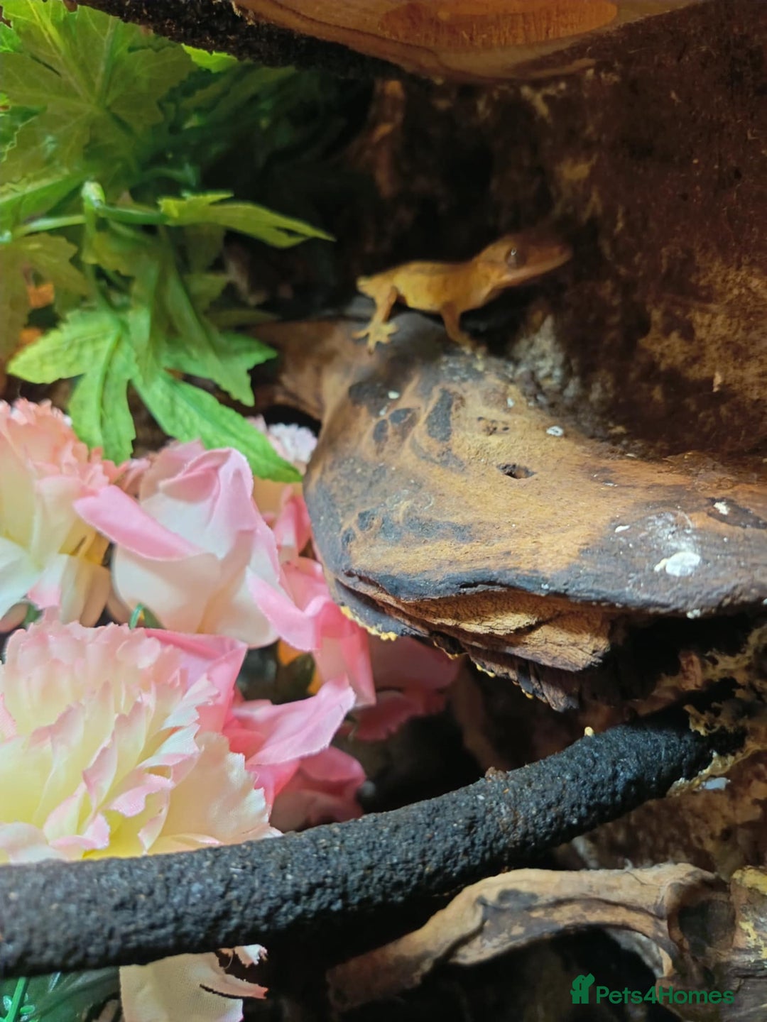 Gecko reptiles for sale: CRESTED GECKO BABIES  - Image 4