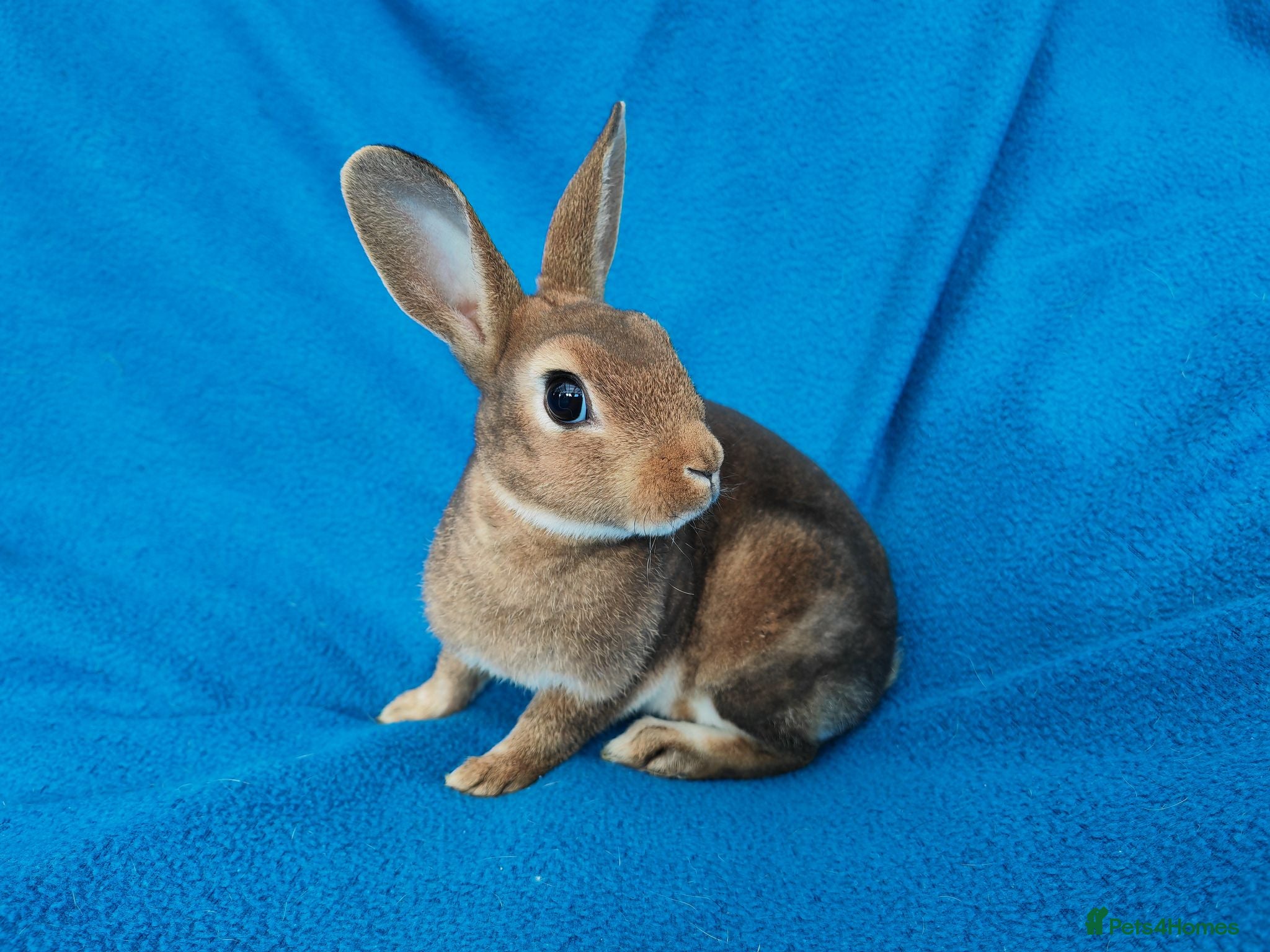 Rex rabbits Mini rex rabbits - Advert 6