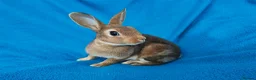 Rex rabbits for sale: Mini rex rabbits - Advert 2