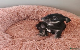 Frug dogs for sale: Last Black & Tan Frug Boy 🥰 - Image 9