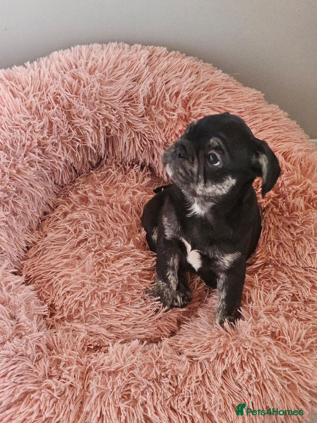 Frug dogs for sale: Last Black & Tan Frug Boy 🥰 - Image 9
