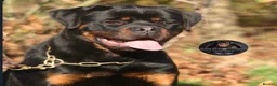 Rottweiler dogs for sale: Outstanding Strong Young Male Rottweiler For Sale - Advert 7