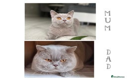 British Shorthair cats for sale: 👑 LILAC BSH reg GCCF LAST GIRL 👑 - Image 2