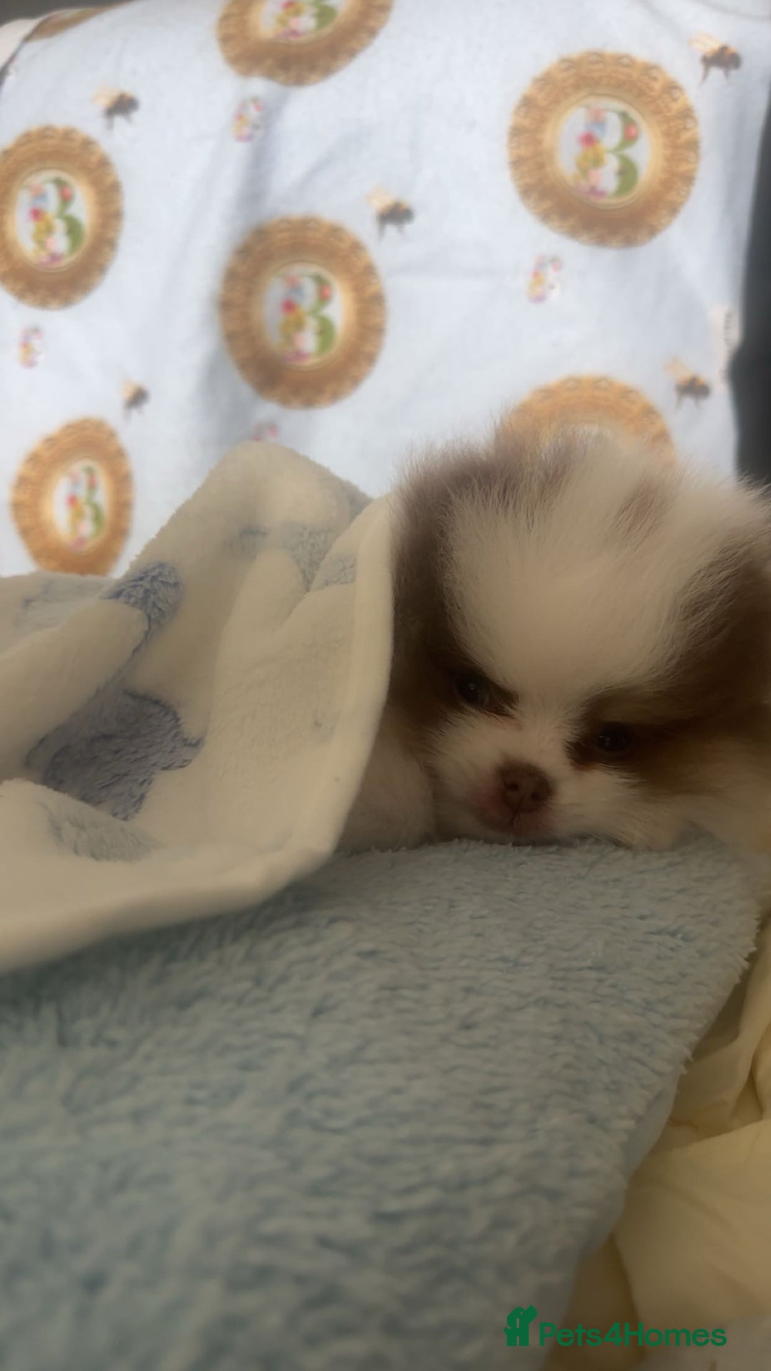 Pomeranian dogs for sale: Everest - Advert 10