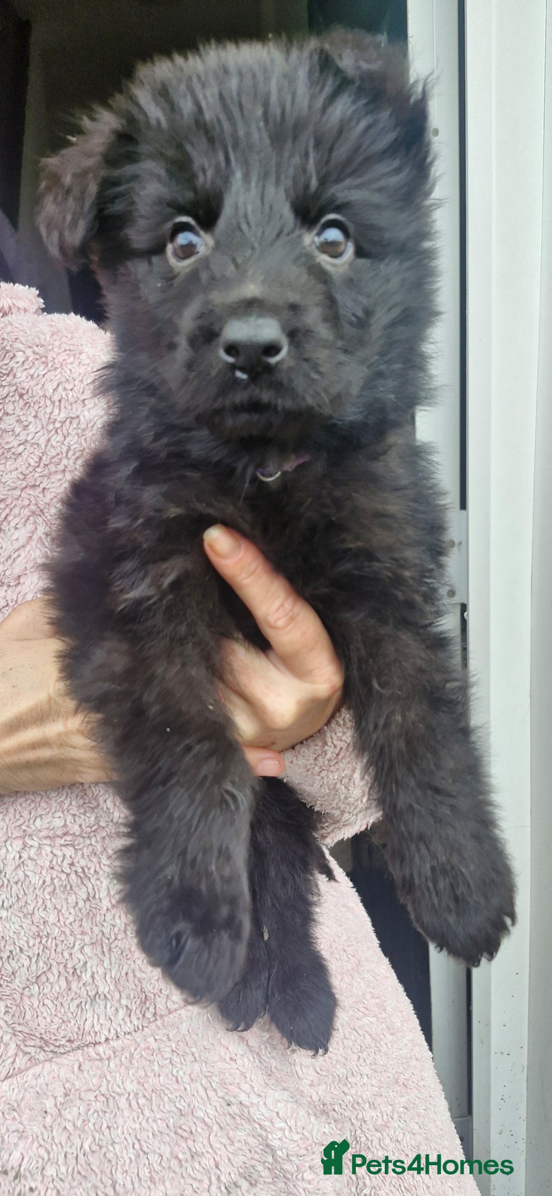 German Shepherd dogs for sale: KC German Shepherd pups LAST 2 BOYS! - Image 26