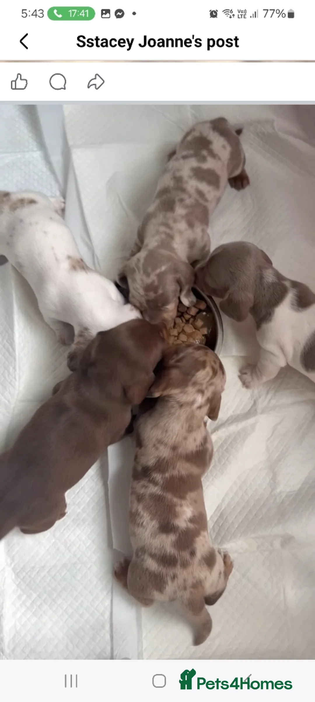 Miniature Dachshund dogs for sale: Beautiful miniature dachshund  in Wigan - Advert 1