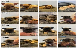 French Bulldog dogs for sale: French Bulldog Puppies  - Image 1