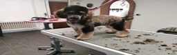 Miniature Poodle dogs for stud: Experienced  beautiful miniature poodle stud - Advert 3