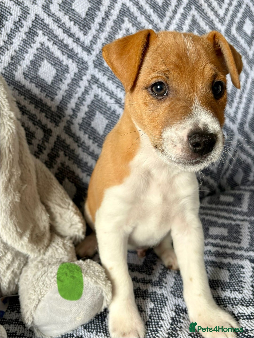 Mixed Breed dogs for sale: 💙 3 Beautiful Boys 💙 - Image 5