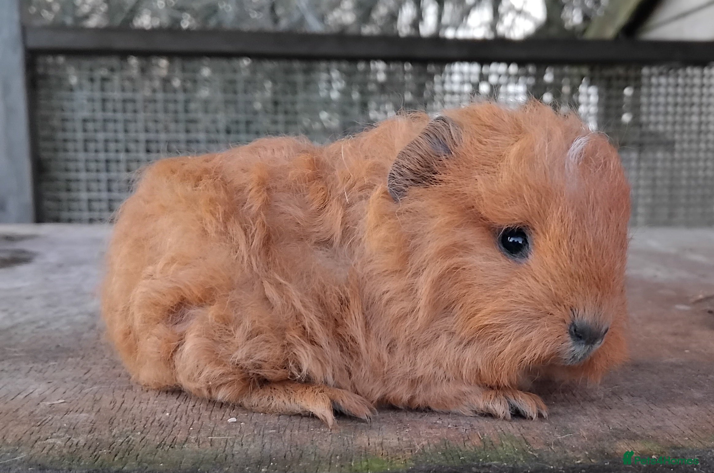 Guinea Pig rodents Black Dalmation Sow, Swiss & Self Chocolate Boar. - Advert 15