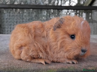 Guinea Pig rodents Black Dalmation Sow, Swiss & Self Chocolate Boar. - Advert 17