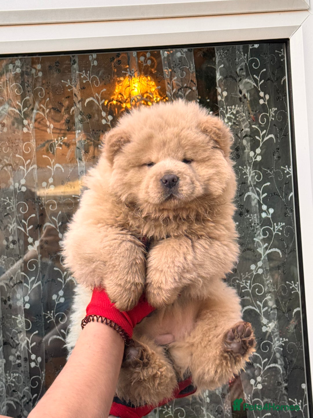 Chow Chow dogs for sale: Chow chow puppies  - Advert 2