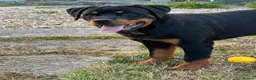Rottweiler dogs for sale: Rottweiler puppies for show & breeding - Advert 37