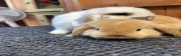 Mini Lop rabbits for sale: Pure bred mini lops *vaccinated* - Advert 7