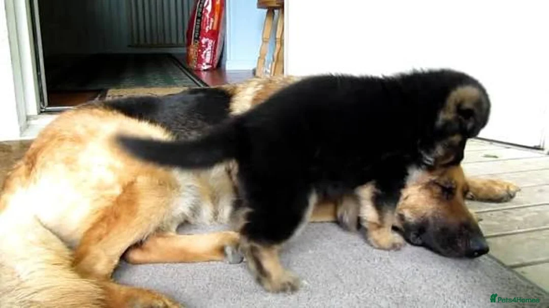 German Shepherd dogs for sale: German Shepherd - Advert 7