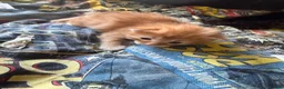 Mixed Breed cats for sale: 2 ginger boys and 2 tabby girls - Advert 6