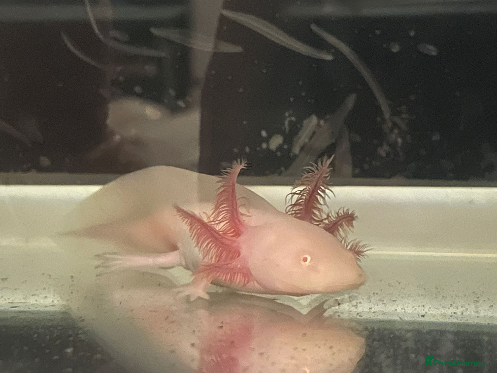 Axolotl reptiles Juvenile albino axolotls for sale  - Advert 1