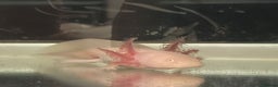 Axolotl reptiles for sale: Juvenile albino axolotls for sale  - Advert 1