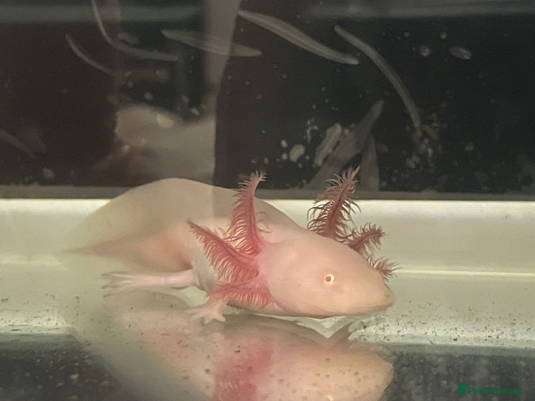Axolotl reptiles for sale: Juvenile albino axolotls for sale  - Image 1