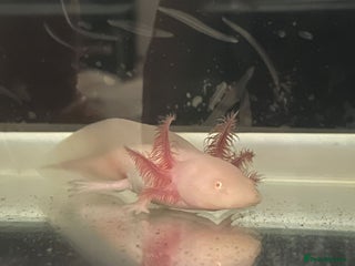 Axolotl reptiles - Advert 6