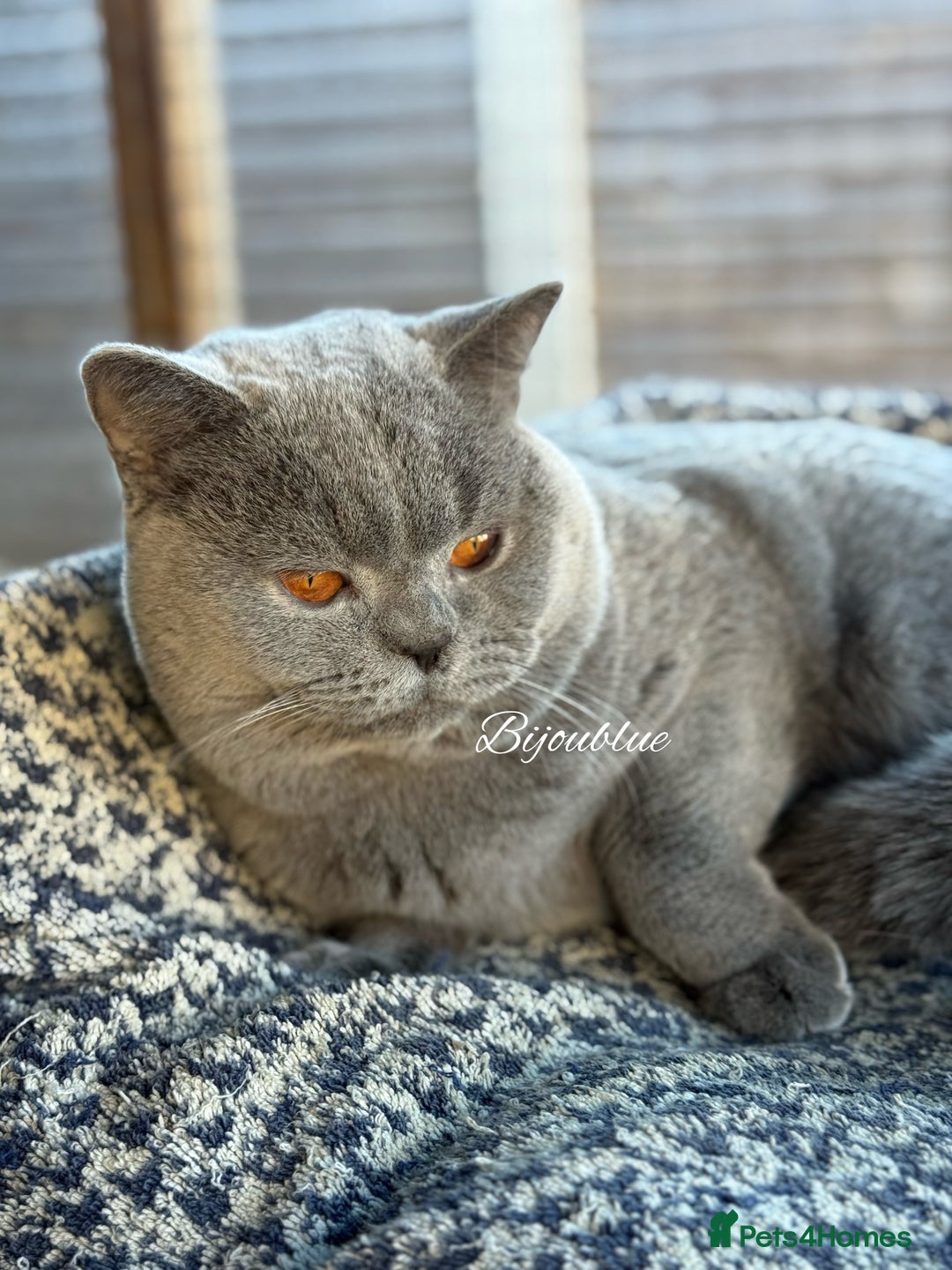 British Shorthair cats for stud: Brand New Import For Stud • World-Class Type - Advert 4