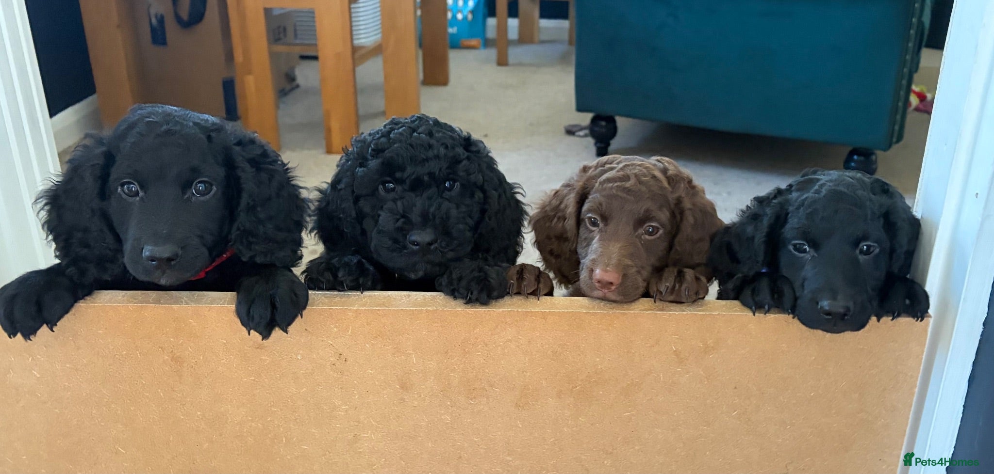 Cockapoo dogs Gorgeous Cockerpoo-Cross puppies, Mum+Dad our pets - Advert 1