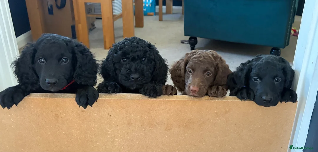 Cockapoo dogs for sale: Gorgeous Cockerpoo-Cross puppies, Mum+Dad our pets - Advert 1