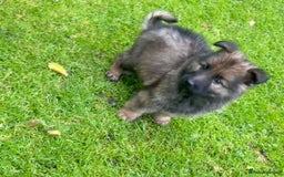 German Shepherd dogs for sale: German shepherd puppies for sale  - Image 4