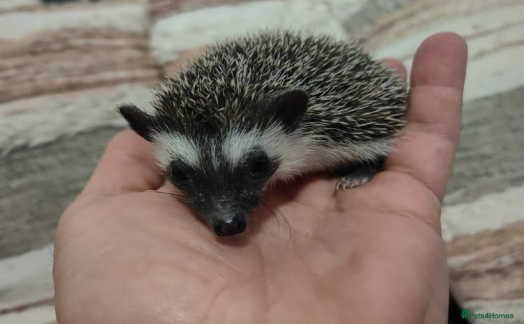 Pygmy Hedgehog rodents - Advert 1