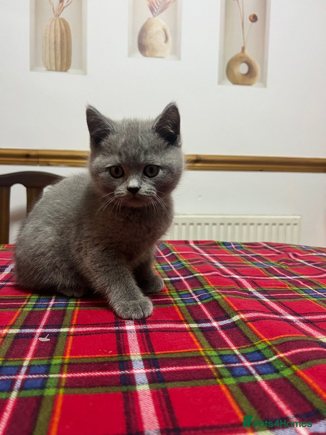 British Shorthair cats for sale: !!! Pure Blood Champions Pedigree BSH Kittens!!! - Advert 10