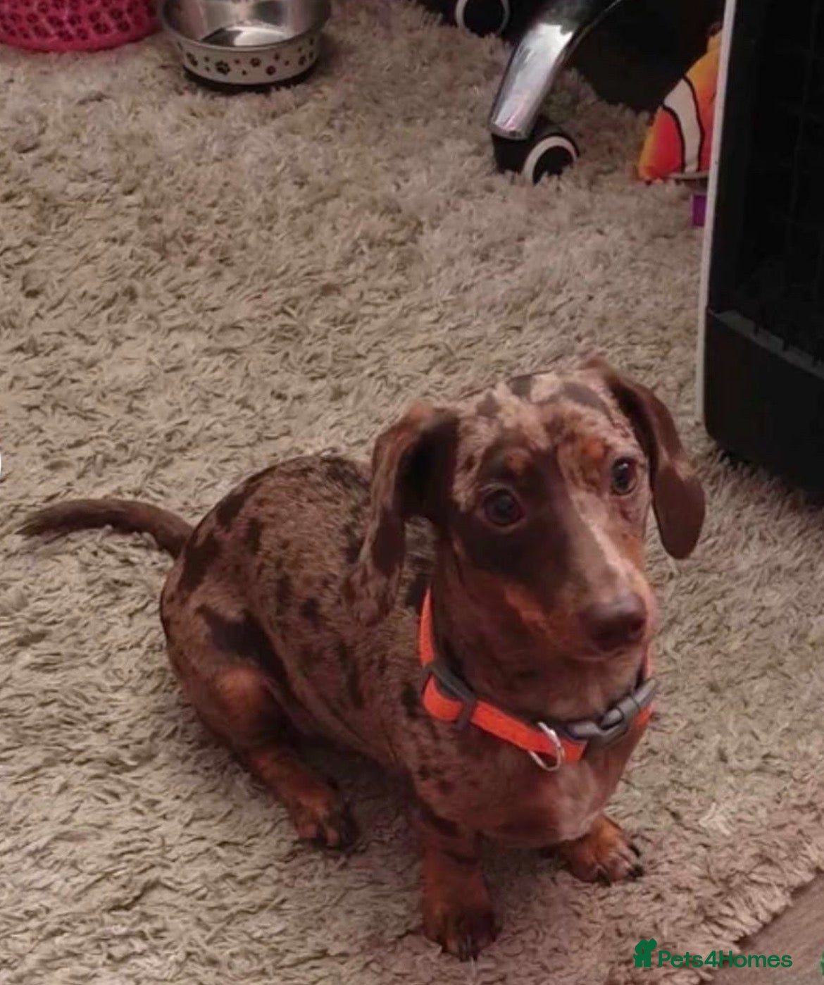 Dachshund dogs miniature bridle boy dachshund 6months old  - Advert 5