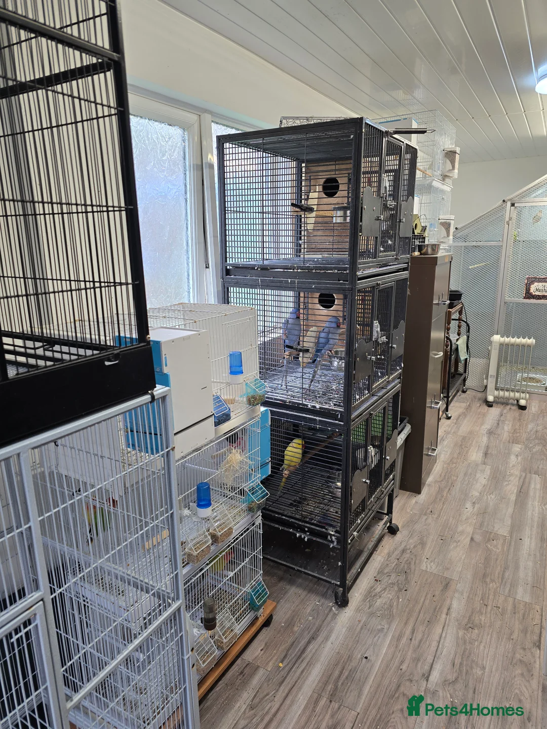Ringnecks birds for sale: Proven Breeding Pairs  - Advert 2