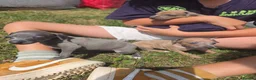 Italian Greyhound dogs for sale: 6 Beautiful Italian Greyhound Puppies  - Advert 4